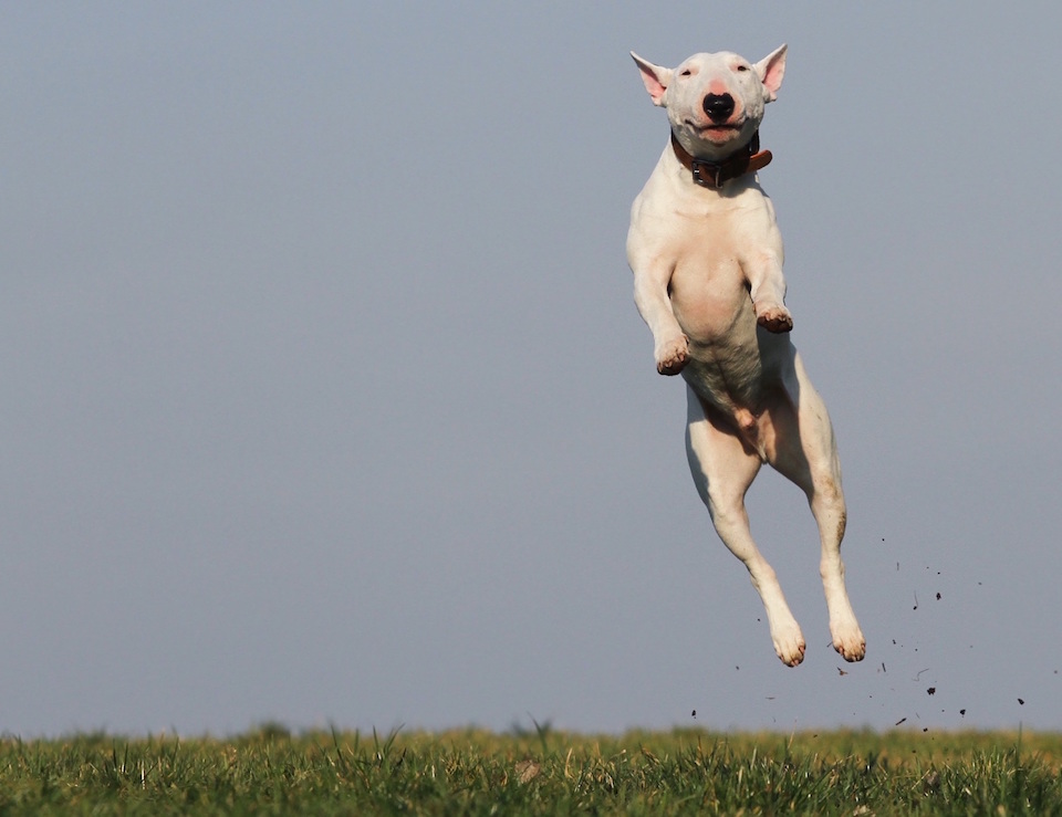 bullterrier